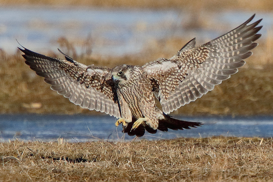 Falco pellegrino (Falco peregrinus) juv.